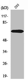 Western Blot analysis of 293 cells using PIAS 3 Polyclonal Antibody