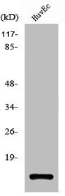 Western Blot analysis of HuvEc cells using PIG11 Polyclonal Antibody