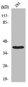 Western Blot analysis of 293 cells using PIG3 Polyclonal Antibody