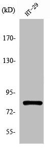 Western Blot analysis of HT29 cells using Pinin Polyclonal Antibody