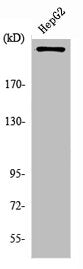 Western Blot analysis of HepG2 cells using PIP5KIII Polyclonal Antibody