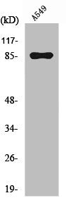 Western Blot analysis of A549 cells using PIPK I γ Polyclonal Antibody