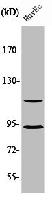 Western Blot analysis of HepG2 cells using PITSLRE Polyclonal Antibody