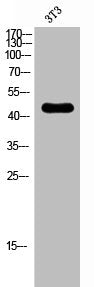 Western Blot analysis of 3T3 cells using PKA IIβ reg Polyclonal Antibody