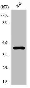 Western Blot analysis of 293 cells using PKA Iα reg Polyclonal Antibody