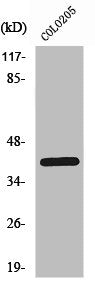 Western Blot analysis of COLO205 cells using PKAα/β/γ cat Polyclonal Antibody