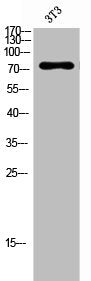 Western Blot analysis of 3T3 cells using PKC δ Polyclonal Antibody