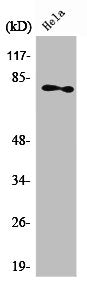 Western Blot analysis of HeLa cells using PKC ζ Polyclonal Antibody