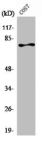 Western Blot analysis of COS7 cells using PKC ζ Polyclonal Antibody