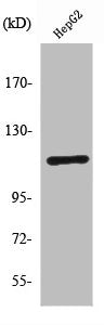 Western Blot analysis of HepG2 cells using PKD1 Polyclonal Antibody