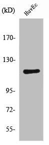 Western Blot analysis of HuvEc cells using PKD1 Polyclonal Antibody