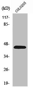 Western Blot analysis of COLO205 cells using PKR1 Polyclonal Antibody