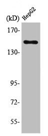 Western Blot analysis of HepG2 cells using PLC β3 Polyclonal Antibody