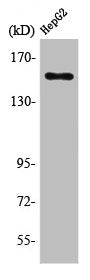 Western Blot analysis of HepG2 cells using PLC γ1 Polyclonal Antibody