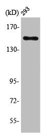 Western Blot analysis of 293 cells using PLC γ1 Polyclonal Antibody