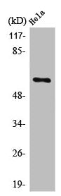 Western Blot analysis of COLO205 cells using PLK-5 Polyclonal Antibody
