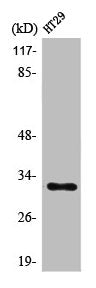 Western Blot analysis of HT29 cells using PMEPA1 Polyclonal Antibody