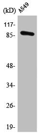 Western Blot analysis of A549 cells using PML Polyclonal Antibody