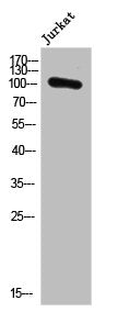 Western Blot analysis of Jurkat cells using PMS1 Polyclonal Antibody