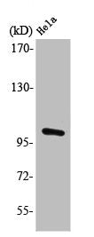 Western Blot analysis of HeLa cells using PMS2 Polyclonal Antibody