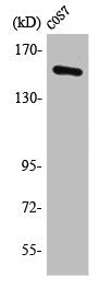 Western Blot analysis of HuvEc cells using POLR3A Polyclonal Antibody
