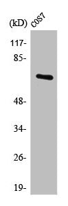 Western Blot analysis of 293 cells using POT1 Polyclonal Antibody
