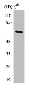 Western Blot analysis of 293 cells using POTE14/22 Polyclonal Antibody