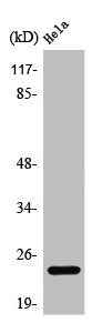 Western Blot analysis of COLO205 cells using PPP1R14D Polyclonal Antibody