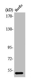Western Blot analysis of HuvEc cells using PPP2R3C Polyclonal Antibody