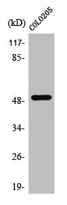 Western Blot analysis of COS7 cells using PPP4R1L Polyclonal Antibody