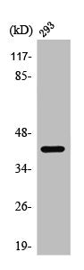 Western Blot analysis of 293 cells using PRAS40 Polyclonal Antibody