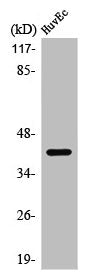 Western Blot analysis of HuvEC cells using PRDM12 Polyclonal Antibody