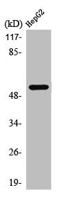 Western Blot analysis of HepG2 cells using PREP-2 Polyclonal Antibody