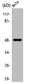 Western Blot analysis of COLO205 cells using PRIM1 Polyclonal Antibody