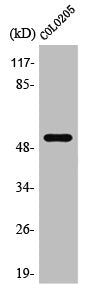 Western Blot analysis of Jurkat cells using PRP19 Polyclonal Antibody
