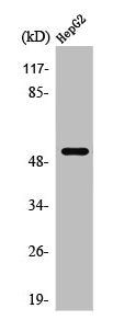 Western Blot analysis of HepG2 cells using PRPH Polyclonal Antibody