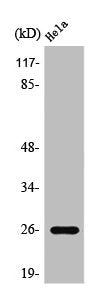 Western Blot analysis of HeLa cells using PRX III Polyclonal Antibody