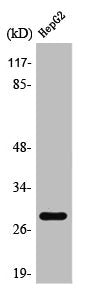 Western Blot analysis of HepG2 cells using PSCA Polyclonal Antibody