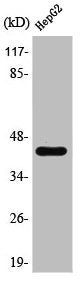 Western Blot analysis of RAW264.7 cells using PSMC6 Polyclonal Antibody
