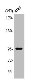 Western Blot analysis of 293 cells using PSMD2 Polyclonal Antibody