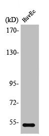 Western Blot analysis of HuvEc cells using PTEN Polyclonal Antibody