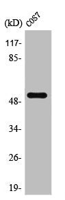 Western Blot analysis of COS7 cells using PTEN Polyclonal Antibody