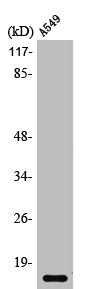 Western Blot analysis of A549 cells using PTH Polyclonal Antibody