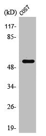 Western Blot analysis of COS7 cells using PTP1B Polyclonal Antibody
