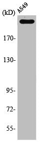 Western Blot analysis of A549 cells using PTPζ Polyclonal Antibody