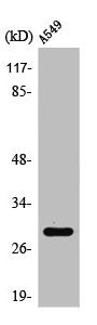 Western Blot analysis of 293 cells using PTTG1/2/3 Polyclonal Antibody
