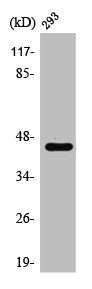 Western Blot analysis of 293 cells using Ptx3 Polyclonal Antibody