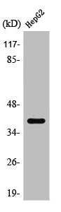 Western Blot analysis of HepG2 cells using PU.1 Polyclonal Antibody