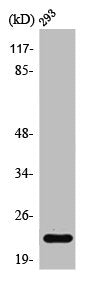 Western Blot analysis of 293 cells using PUMA Polyclonal Antibody