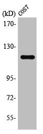 Western Blot analysis of COS7 cells using PYK2 Polyclonal Antibody